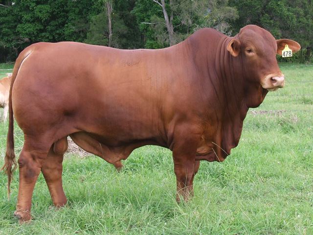 Bryvonlea Magnus